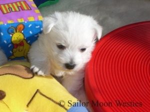 West Highland White Terrier Sailor Moon