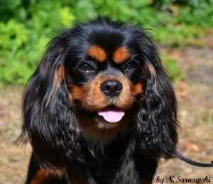 Cavalier King Charles Spaniel – Melrose