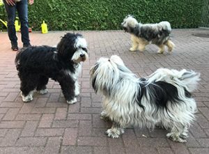 Tibet-Terrier von Ma-ka-zie