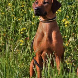 Rhodesian Ridgeback Umzinto