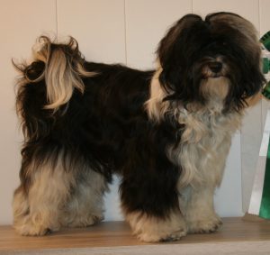 Tibet-Terrier von Ma-ka-zie