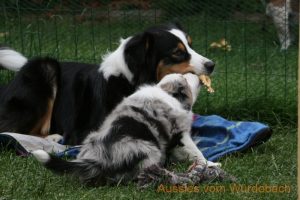 Australian Shepherd vom Würdebach