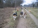 Collies vom Weidenhof