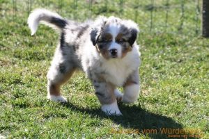 Australian Shepherd vom Würdebach