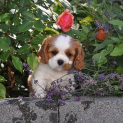 Cavalier King Charles Spaniel – Melrose