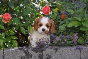 Cavalier King Charles Spaniel – Melrose