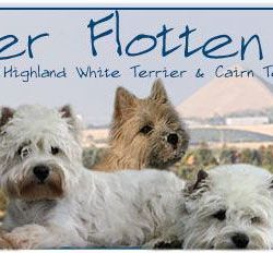 Cairn Terrier von der flotten Rotte