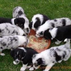 Australian Shepherd vom Würdebach