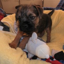 Borderterrier von Sir Malcolms Erben