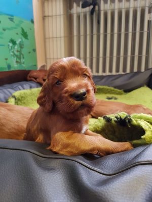 Irish Red Setter „from the Old Irish Cottage“