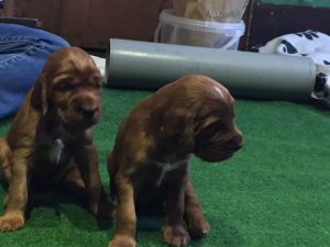 Irish Red Setter „from the Old Irish Cottage“