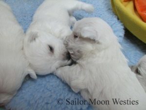 West Highland White Terrier Sailor Moon