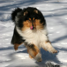 Collies vom Weidenhof