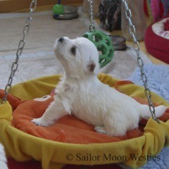 West Highland White Terrier Sailor Moon