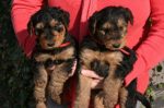 Glenroses Airedale Terrier