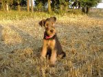 Glenroses Airedale Terrier