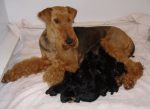 Glenroses Airedale Terrier