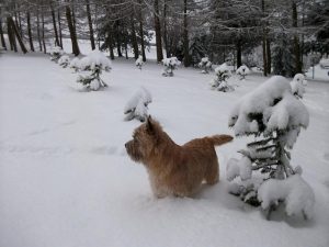 Cairn Terrier Zwinger „vom Dörnthaler Teich“