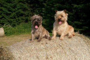 Cairn Terrier Zwinger „vom Dörnthaler Teich“