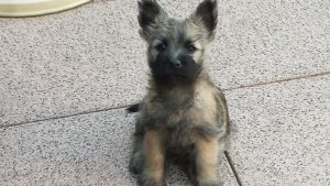 Cairnterrier von den sieben Hügeln