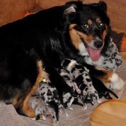 Bhava Nitja Australian Shepherd