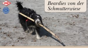 Bearded Collie – von der Schmutterwiese