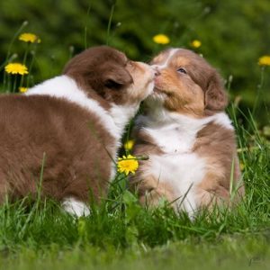 Magic Fireball Australian Shepherds