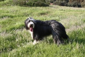 Bearded Collie – von der Schmutterwiese