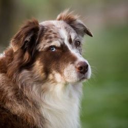 Magic Fireball Australian Shepherds