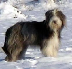 Bearded Collie – von der Schmutterwiese