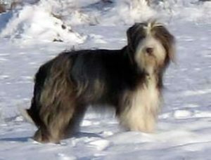 Bearded Collie – von der Schmutterwiese