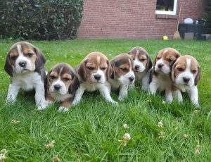 Beagle Kennel Von Helvesiek