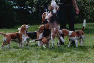 Beagle Zucht von Rekkas Holzhütte