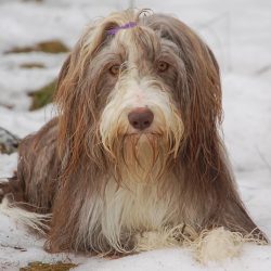 Bearded Collies Jolly Joker´s