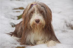 Bearded Collies Jolly Joker´s