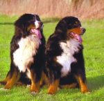 Berner Sennenhunde vom Schloss Arek