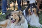 collies vom stutensee