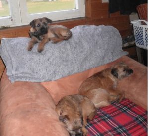 Border Terrier "Littlebigdogs"