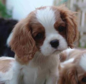 Cavalier King Charles Spaniel Welfenhof