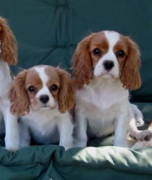 Cavalier King Charles Spaniel Welfenhof