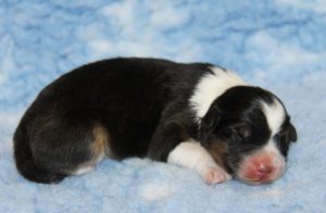 Australian Shepherds OF THE MIGHTY CROWN