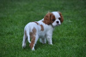 Cavalier King Charles Spaniel – Melrose