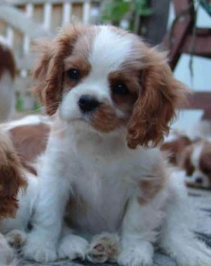 Cavalier King Charles Spaniel Welfenhof