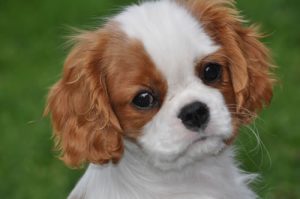 Cavalier King Charles Spaniel – Melrose