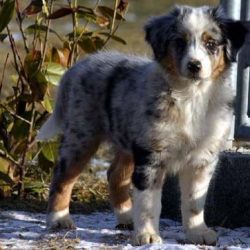 Australian Shepherds OF THE MIGHTY CROWN