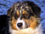 Australian Shepherds OF THE MIGHTY CROWN