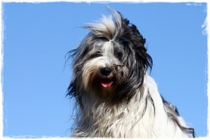 Tibet Terrier Man-Dara-Wa