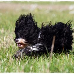 Tibet Terrier Man-Dara-Wa