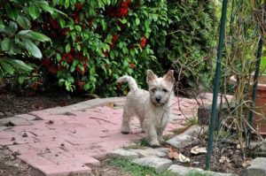 Cairn Terrier – Wizard of Wishes