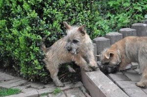 Cairn Terrier – Wizard of Wishes